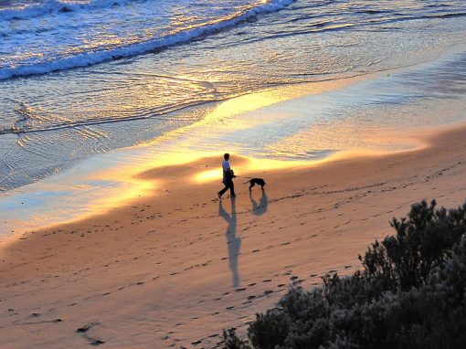Dog walker on Point Lonsdale Beach